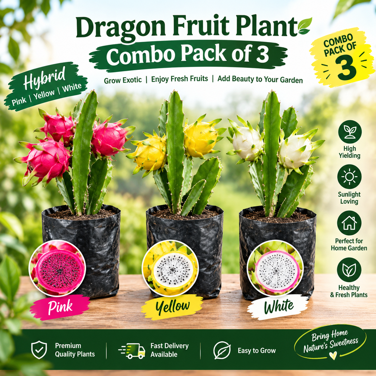 π΅ Dragon Fruit Plant Combo Pack of 3 β Pink, Yellow & White Hybrid Plants