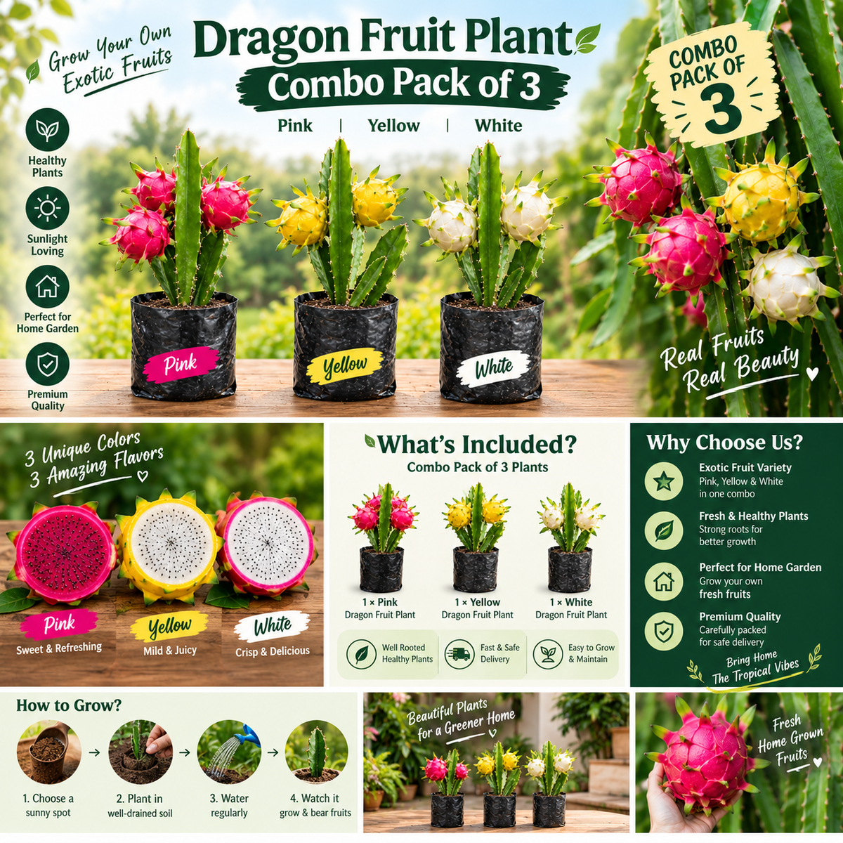 🌵 Dragon Fruit Plant Combo Pack of 3 – Pink, Yellow & White Hybrid Plants