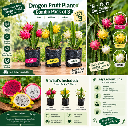 🌵 Dragon Fruit Plant Combo Pack of 3 – Pink, Yellow & White Hybrid Plants